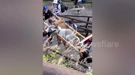 Mountain climber hires bearers to carry her husky up hill