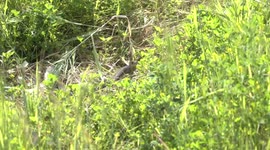 A deadly Australian Dugite snake pausing alert, then moving into cover