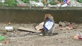 Hungry Monkey seen eating plastic waste in Malaysia