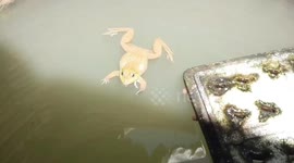 Frog with six legs amazes villagers in northern Thailand