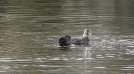 Watch this duck's exuberant mating display as it wiggles it tail