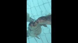 Sealed with a kiss! Adorable moment marine mammal plants 'kiss' on another's cheek