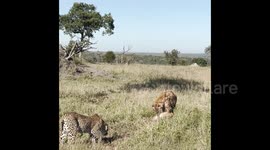 Photographer films moment feeding hyena scares off leopard THREE times