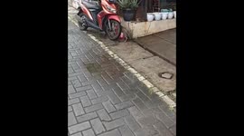 The cat stole food from the girl's kitchen and funny goes away!