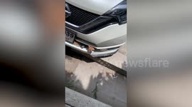 Kind passerby rescues and adopts three kittens found nesting in parked car's bumper