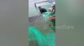 Hero fishermen save endangered baby whale shark trapped in net during monsoon rains in the Philippines