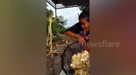 Ravenous monkey troop race after food cart loaded with bananas