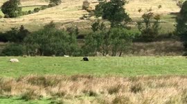 Teenage campers film huge 'PANTHER' feeding on 'dead sheep' in Peak District