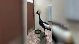 Zookeepers protect storks and cranes during Hurricane Ian by housing them in the LOOS