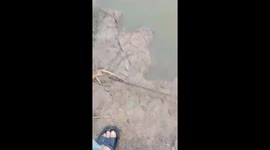 Thousands of snails moved ashore before the flash flood appeared