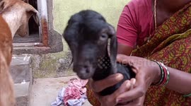 Baby goat born without any legs in southern India