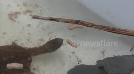 A small Adder-necked Turtle (Hydromedusa) feeds with quick movements