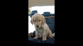 A Puppy Named Charlie Makes Funny Noises While Taking Her First Ride In A Car With Her New Family