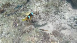 Amazing encounter with clownfish in Egypt