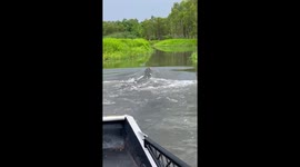 Massive crocodile getting chased up a creek in the Northern Territory, Australia.