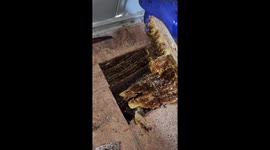 Bee rescuer shows off hive found under the floor of a shed