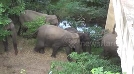 Herd of elephants crossing the road under the bridge due to the trafic on the road