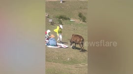 Funny video shows bull stealing food from picnic-goers in China