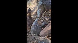 Cyclist rescues fawn TWICE after becoming stuck in wire fence