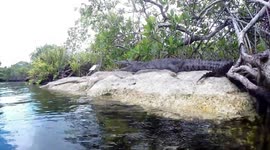 70-year-old fearless man swims with crocodiles in Mexico