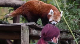 Adorable moment 'miracle' baby red panda gets its first health check