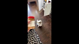 Shih-Tzu is at a loss for words after getting surprised with his favorite peanut butter!