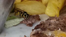 Wasp cuts and flies away with meat that was on a plate