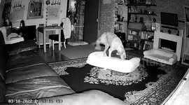 Dog owners were shocked when CCTV showed their clever pooch rearranging the furniture in the middle of the night - to make herself a perfect comfy double bed