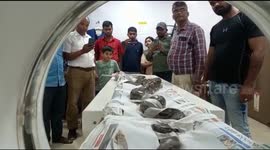 Huge 10-foot python given CT scan after being badly injured in India