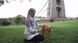 Lost dog dubbed