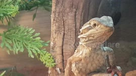 Baby Gheko Lizards watch as the Cricket food walks around it's house