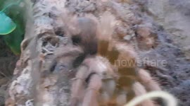 Another Species of Trantula Spider which grows large in size and makes big webs