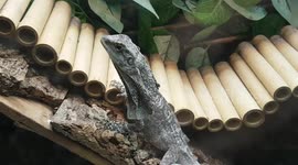 These Dragon Lizards look like mini dinosaurs as they have face flaps that open