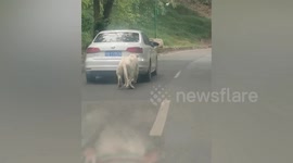 White tiger leaves tooth mark on tourist's car after biting it at safari park in China