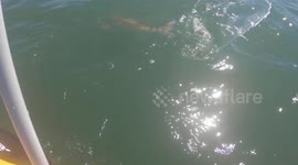 US kayaker rammed by 8-foot shark that tried to steal his catch
