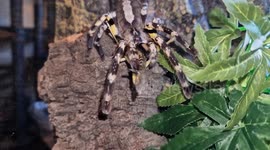 Real-life 'Spider-Man' has more than 300 tarantula pets in his house