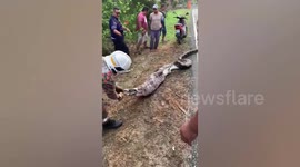 Huge snake regurgitates entire GOAT after raiding farm in Malaysia