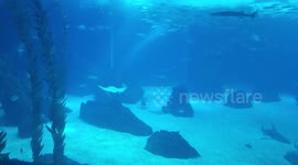 Hyperlapse Lisbon's Aquarium