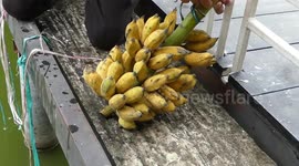 Kind Thai local feeds hungry fish with bananas lowered into pond