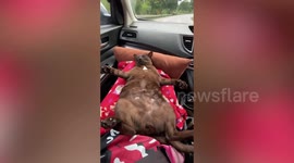 Fluffy spoiled cat sleeps spread-eagle during car ride