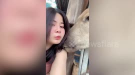 Cow munches on owner's hair while she takes a selfie