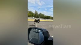 Runaway ostrich weaves between traffic on busy road in eastern China
