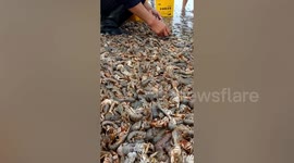 Residents collect bucketloads of shrimp after thousands wash up on beach in China