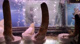 Elephant Trunk Clam in Aquarium