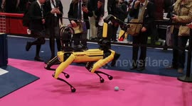 Boston Dynamics' robodog shows off skills and tricks at New Scientist Live