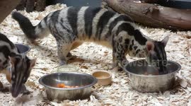 Watch these civets, listed as endangered, enjoy their afternoon meal