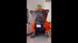 French Bulldog makes healthy juice from his own! Very funny.