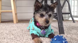 Puppy playing with squeaky ball toy. Pulling sock.