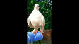 BIRDS PIGEON SITTING ON MY HAND PLAYING WITH ME I MAKE VIDEO I LOVE THAT.