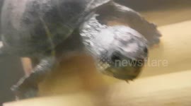 Teripin Turtle was swimming under water and has duck like feet to swim with